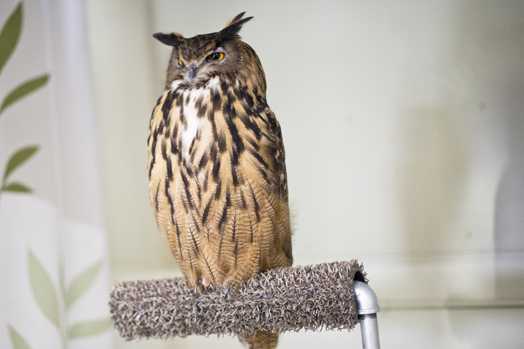 International Owl Awareness Day 02